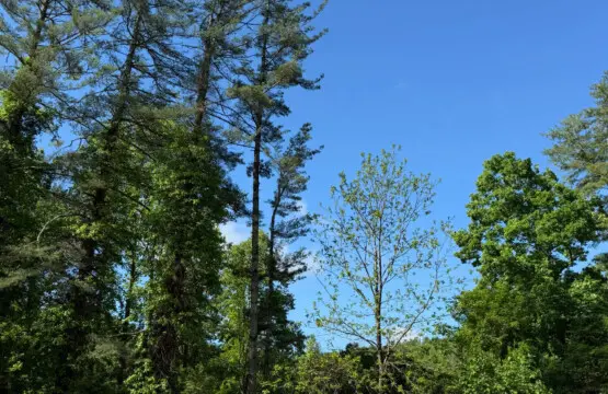ijjbwmj7ancyjj3fmxuv